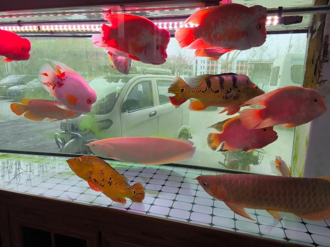給我推薦一些適合養大錦鯉的魚缸，養大錦鯉的魚缸選擇
