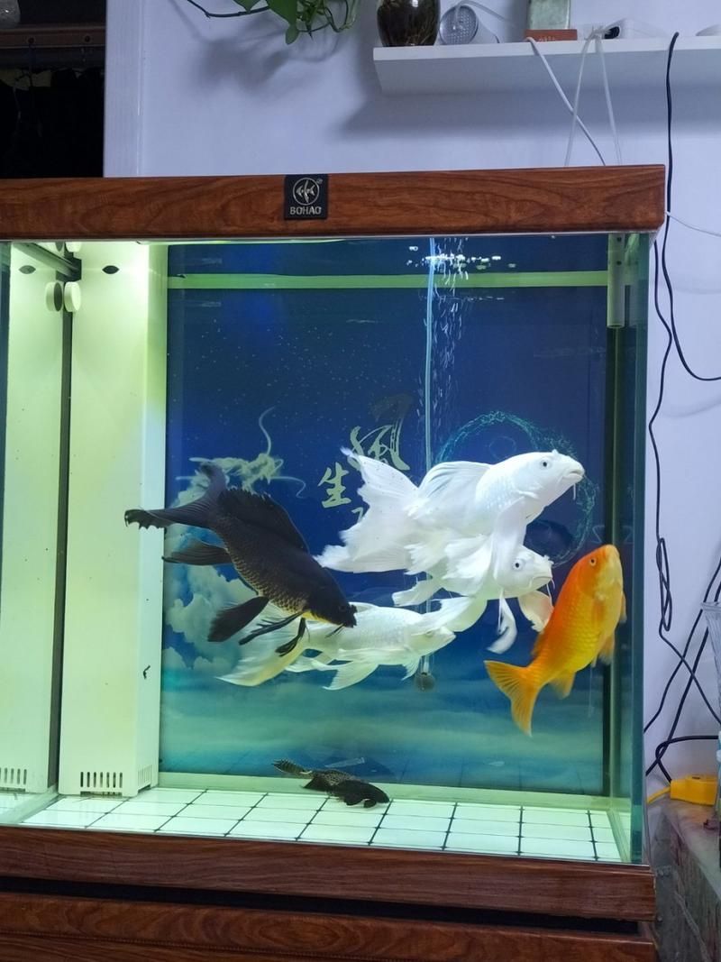 給我推薦一些適合養大錦鯉的魚缸，養大錦鯉的魚缸選擇