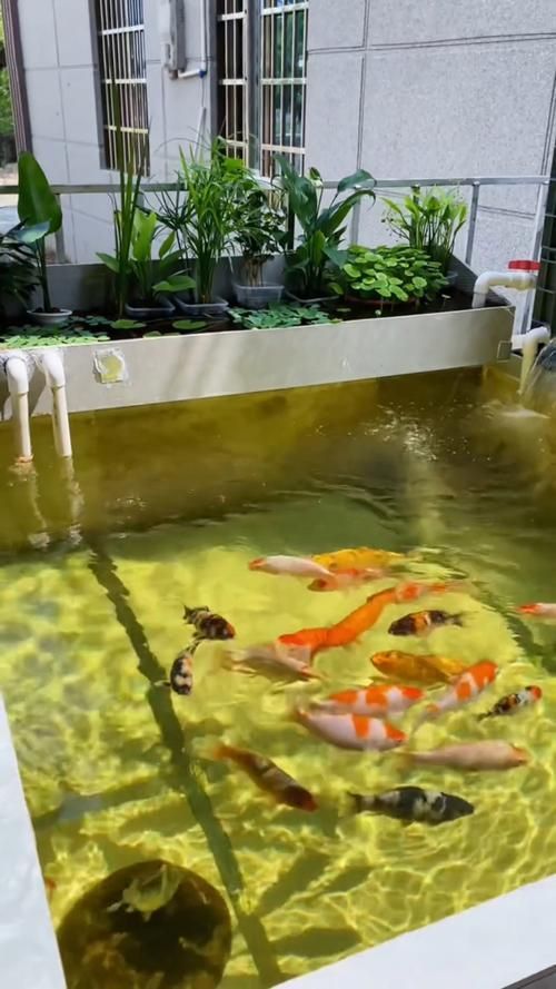 給我推薦一些適合養大錦鯉的魚缸，養大錦鯉的魚缸選擇