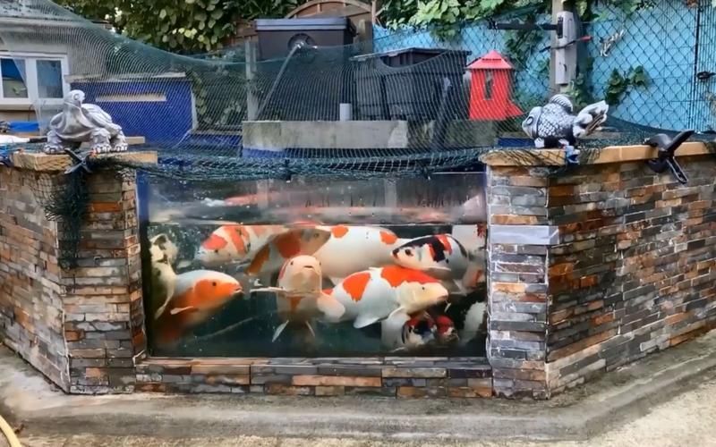給我推薦一些適合養大錦鯉的魚缸，養大錦鯉的魚缸選擇