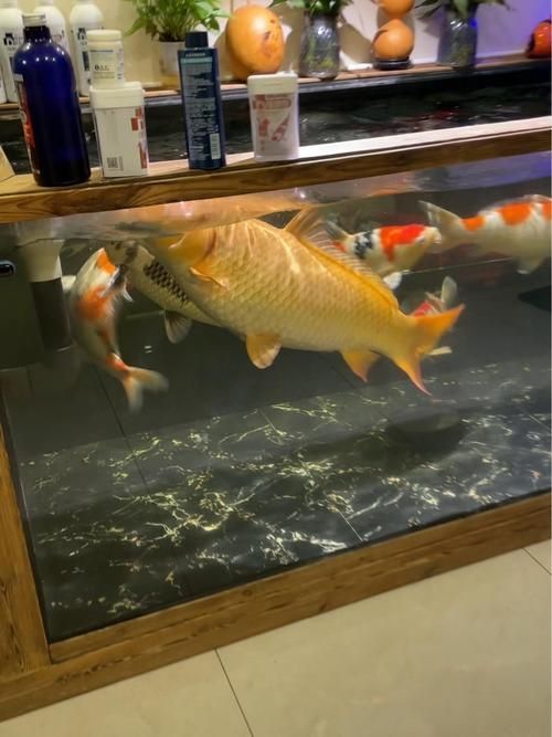 給我推薦一些適合養大錦鯉的魚缸，養大錦鯉的魚缸選擇