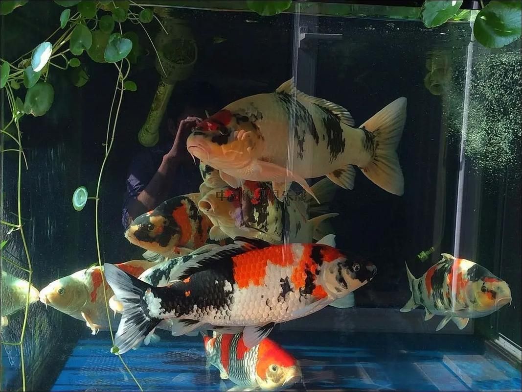 給我推薦一些適合養大錦鯉的魚缸，養大錦鯉的魚缸選擇