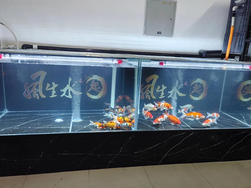 給我推薦一些適合養大錦鯉的魚缸，養大錦鯉的魚缸選擇