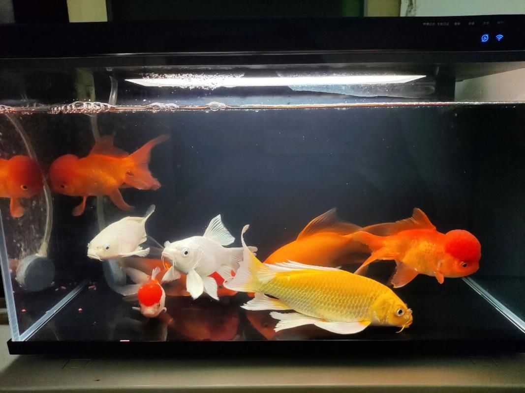 給我推薦一些適合養大錦鯉的魚缸，養大錦鯉的魚缸選擇