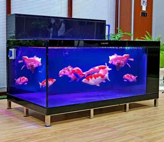 給我推薦一些適合養大錦鯉的魚缸，養大錦鯉的魚缸選擇
