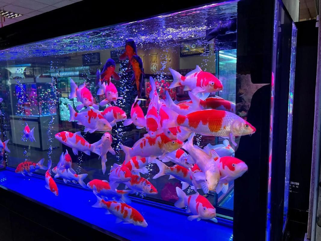 給我推薦一些適合養大錦鯉的魚缸，養大錦鯉的魚缸選擇