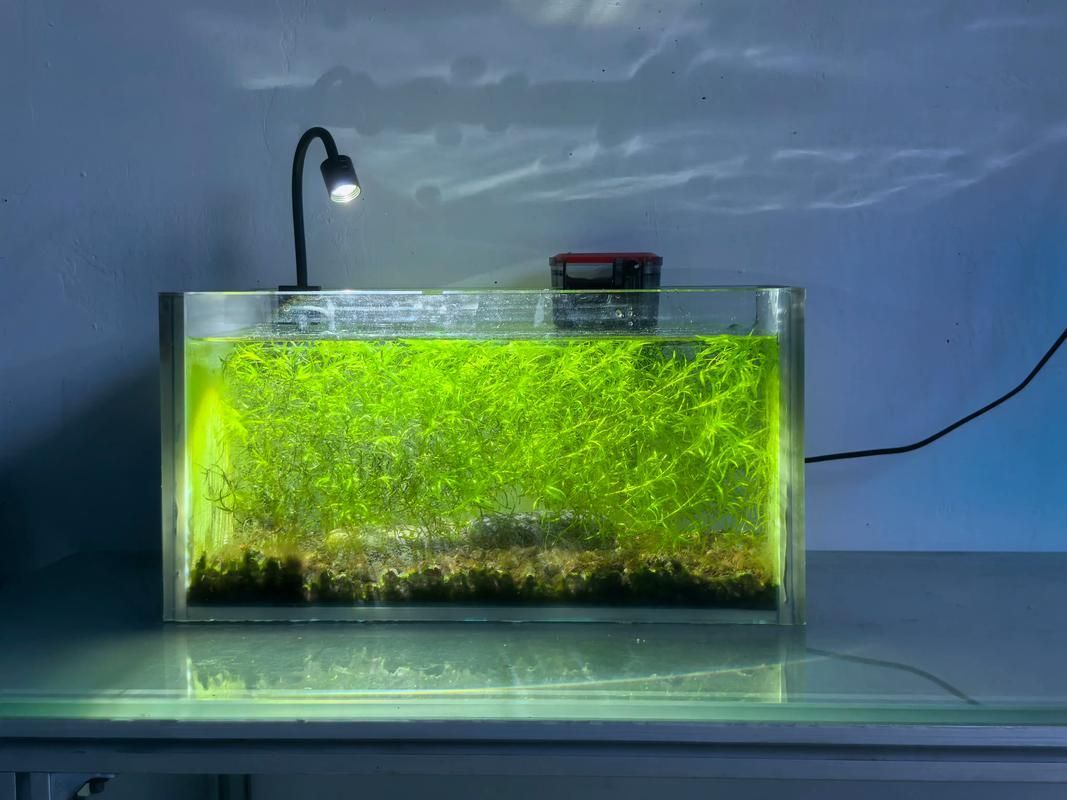 60厘米龍魚魚缸需要哪些設備，60厘米龍魚魚缸加熱棒