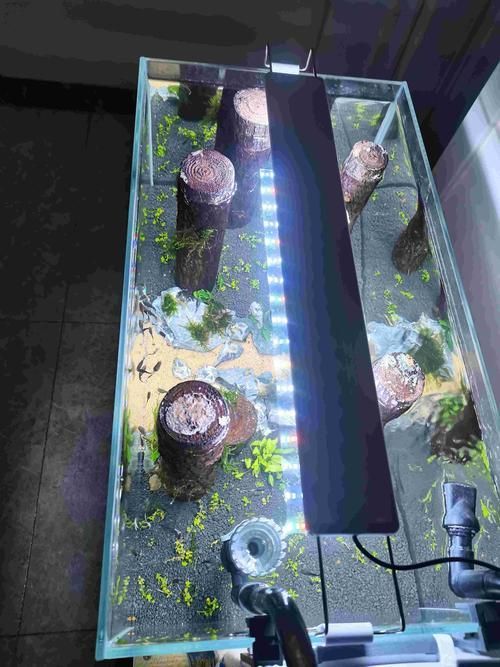 60厘米龍魚魚缸需要哪些設備，60厘米龍魚魚缸加熱棒
