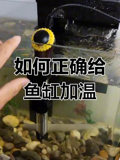60厘米龍魚魚缸需要哪些設備，60厘米龍魚魚缸加熱棒