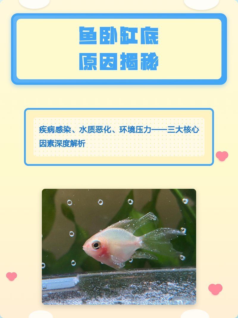 有哪些疾病會導(dǎo)致魚趴缸