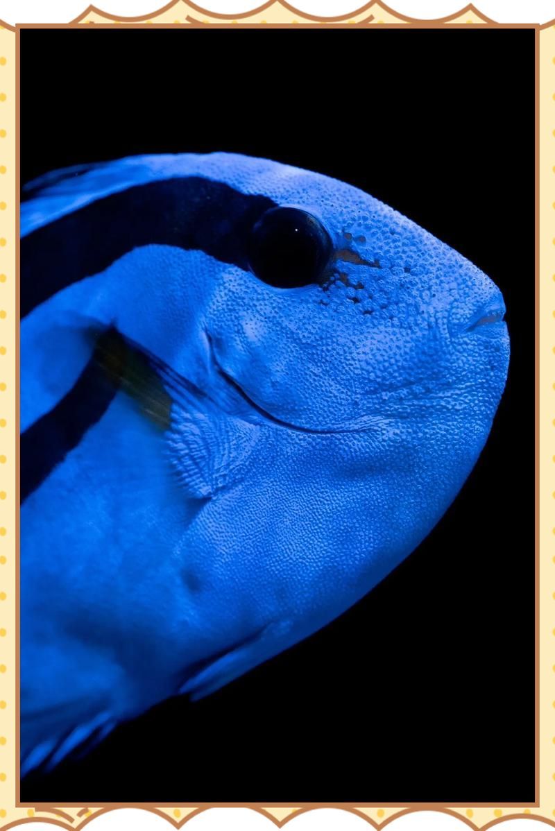 哪種藥物對龍魚背爛最有效，哪種藥物對龍魚背爛最有效,龍魚背爛是一種常見的觀賞魚疾病