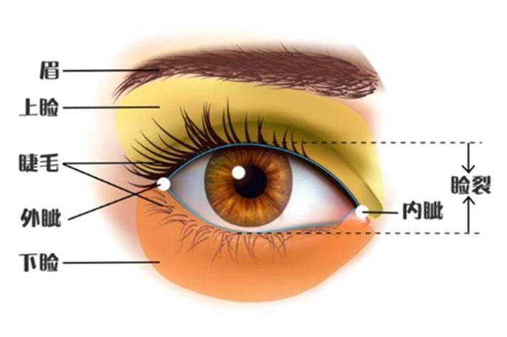 如何區(qū)分外蒙眼和內(nèi)蒙眼，“內(nèi)蒙眼”并非標(biāo)準(zhǔn)醫(yī)學(xué)術(shù)語