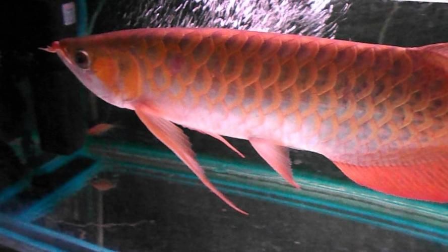 給我推薦一條頂級的紅龍魚品種，如何鑒別一條紅龍魚是否頂級？
