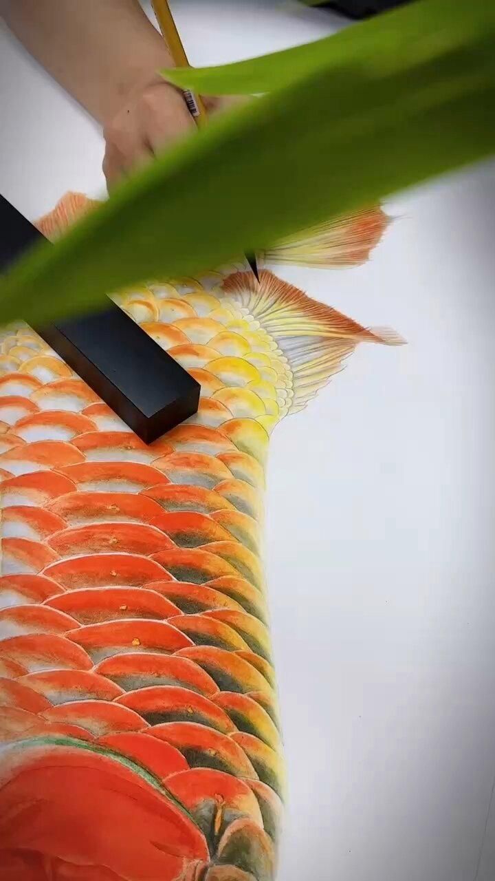 如何判斷招財(cái)龍魚是否招財(cái)？，如何判斷招財(cái)龍魚是否招財(cái)，招財(cái)龍魚的最佳擺放位置