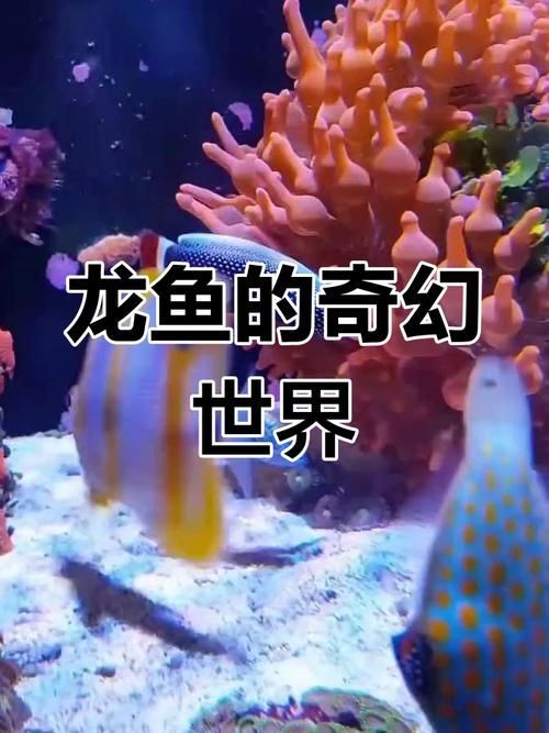 有沒有更多珍稀龍魚的圖片，珍稀龍魚市場價格如何鑒別龍魚的真偽，給我一些珍稀龍魚的真偽
