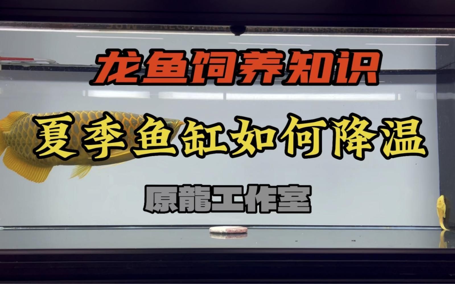 龍魚31度需要多久降溫一次？，龍魚31度多久換一次水，哪種方法對龍魚降溫最有效？