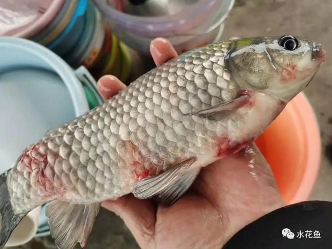 如何區(qū)分龍魚嘴發(fā)白是哪種原因？，如何區(qū)分龍魚嘴發(fā)白