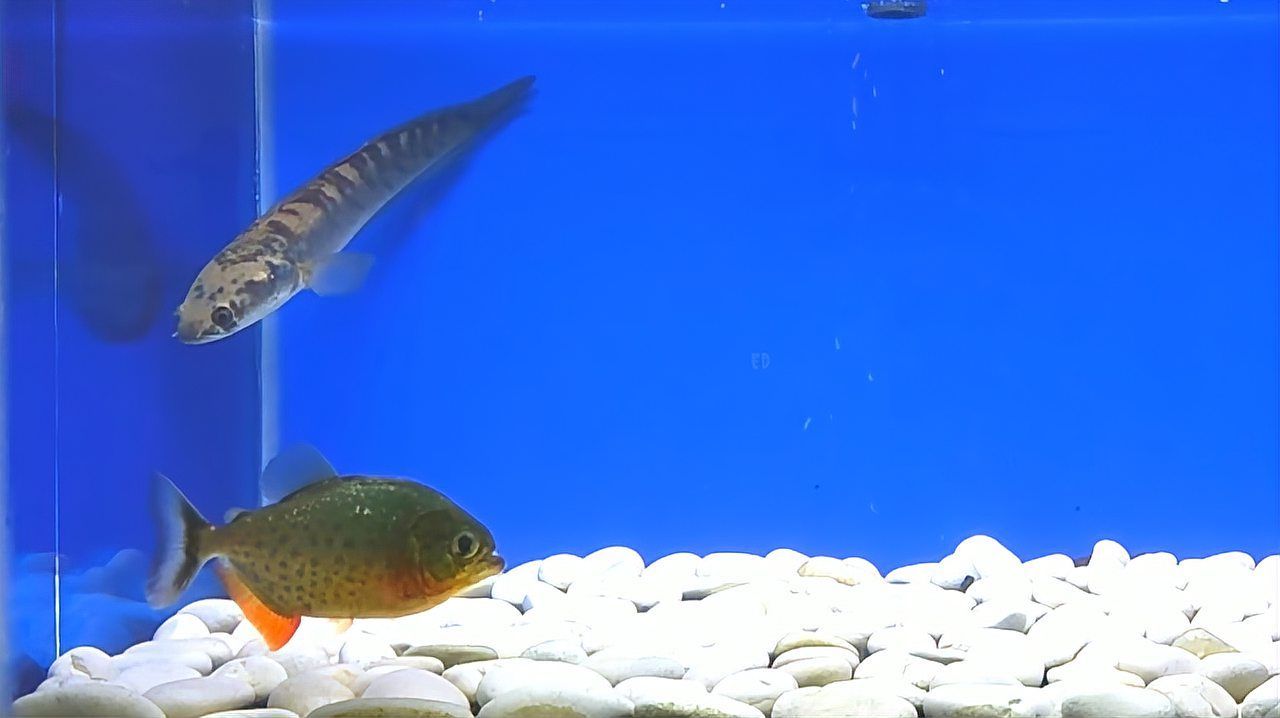 雷州龍魚混養后如何觀察互動情況，雷州龍魚養殖技術