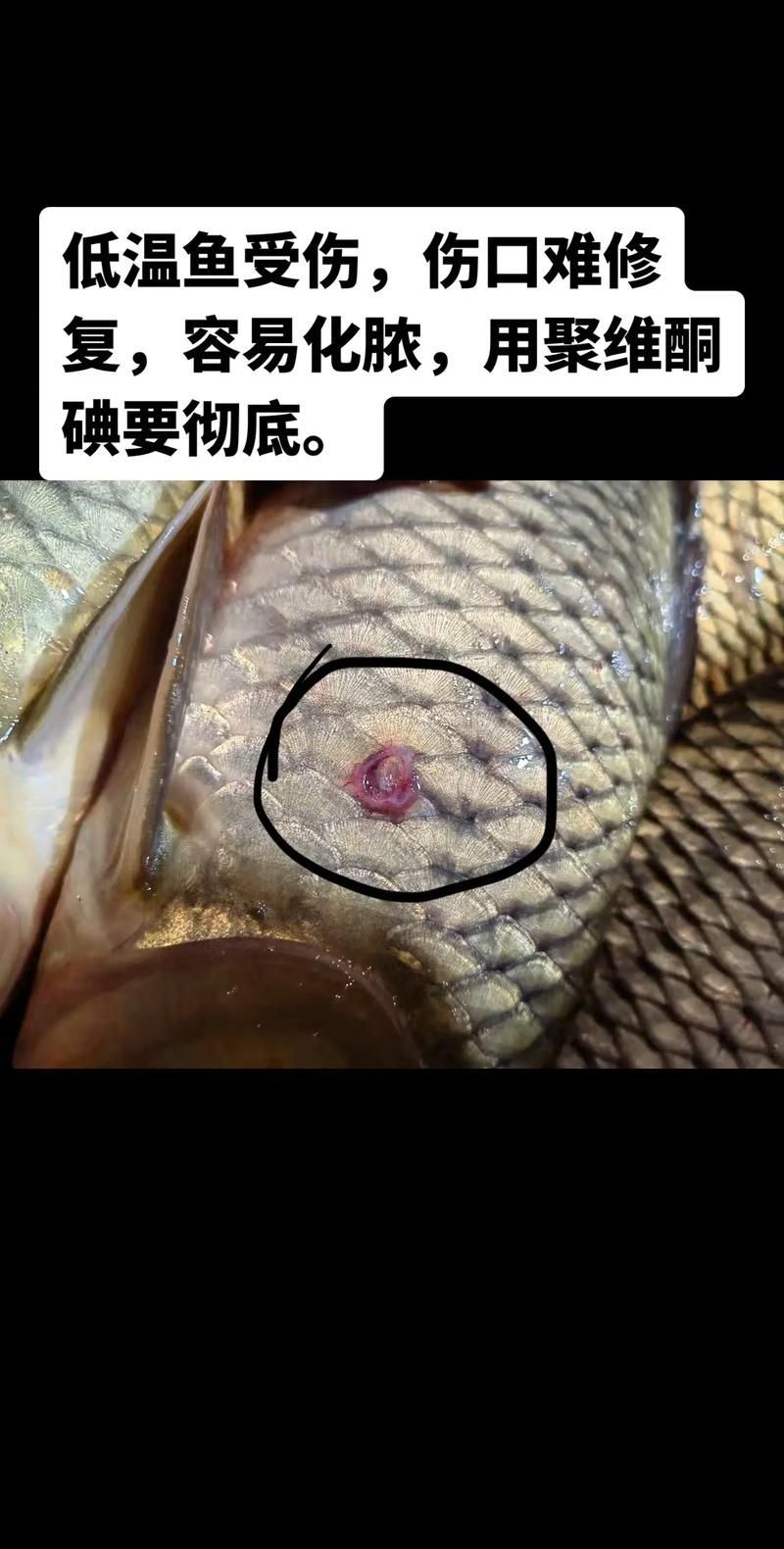 魚咬傷后多久會恢復，百度健康-去問診魚咬傷后多久會恢復思考完成