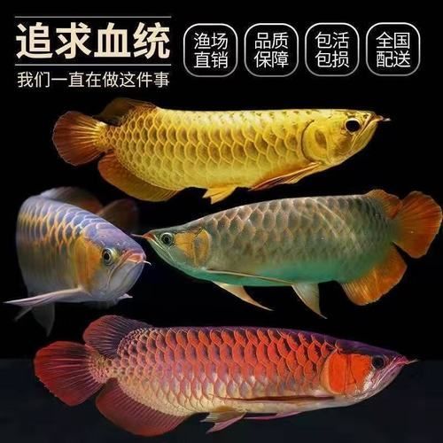 有哪些過背金龍魚品種，有哪些過背金龍魚品種,過背金龍魚是亞洲龍魚中極具觀賞價值的高檔品種