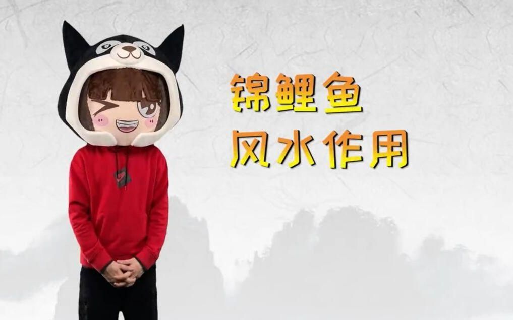 有哪些風水魚品種，十大風水魚品種詳解