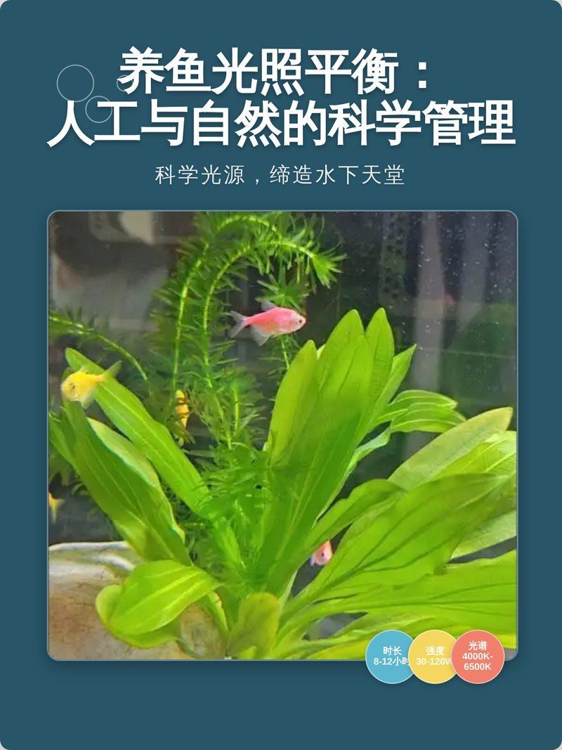 如何判斷魚缸是否需要減少光照，判斷魚缸是否需要減少光照通常需要觀察以下幾個(gè)因素