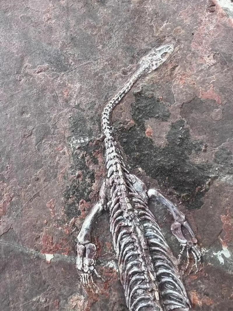 能否提供貴州龍魚的圖片，貴州龍魚與貴州魚龍有什么區(qū)別