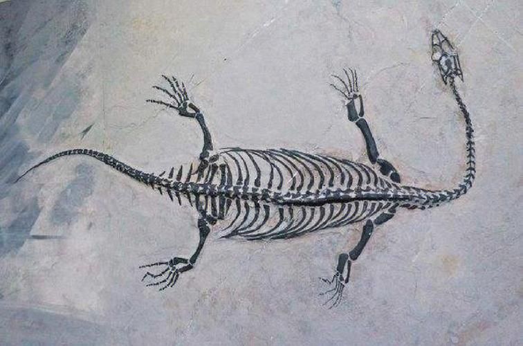 能否提供貴州龍魚的圖片，貴州龍魚與貴州魚龍有什么區(qū)別