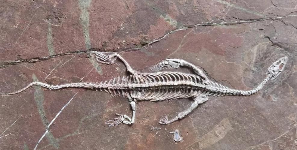 能否提供貴州龍魚(yú)的圖片，貴州龍魚(yú)與貴州魚(yú)龍有什么區(qū)別