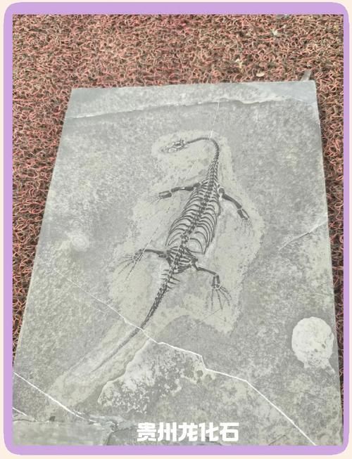 能否提供貴州龍魚的圖片，貴州龍魚與貴州魚龍有什么區(qū)別