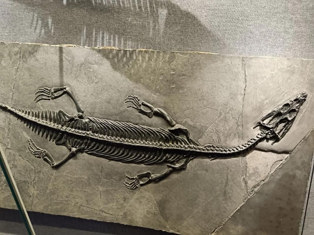 能否提供貴州龍魚的圖片，貴州龍魚與貴州魚龍有什么區(qū)別