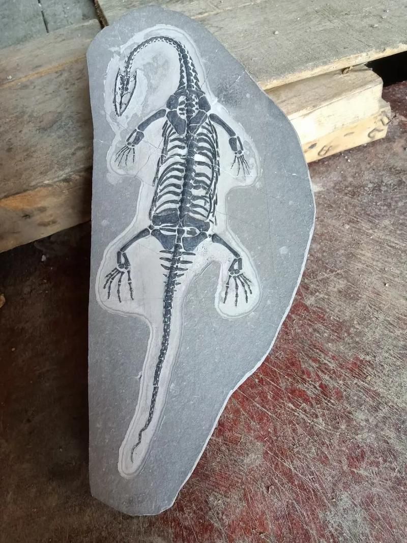 能否提供貴州龍魚(yú)的圖片，貴州龍魚(yú)與貴州魚(yú)龍有什么區(qū)別