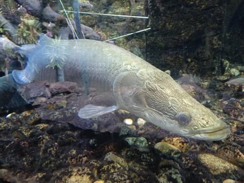 給我一些古龍魚(yú)的圖片，古龍魚(yú)是什么？