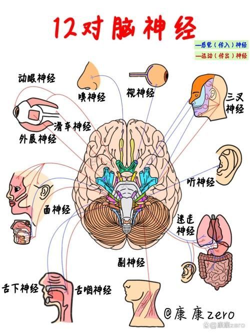 哪種治療方法最適合我，中華醫學會《中國偏頭痛診斷與治療指南》1000字詳解