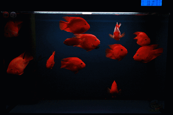 有沒有動態紅龍魚壁紙推薦，動態紅龍魚壁紙推薦