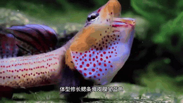 有沒有動態紅龍魚壁紙推薦，動態紅龍魚壁紙推薦