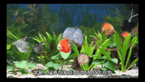 有沒有動態紅龍魚壁紙推薦，動態紅龍魚壁紙推薦