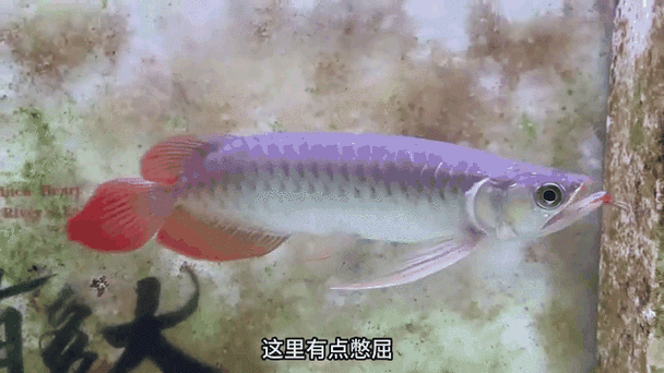 有沒有動態紅龍魚壁紙推薦，動態紅龍魚壁紙推薦