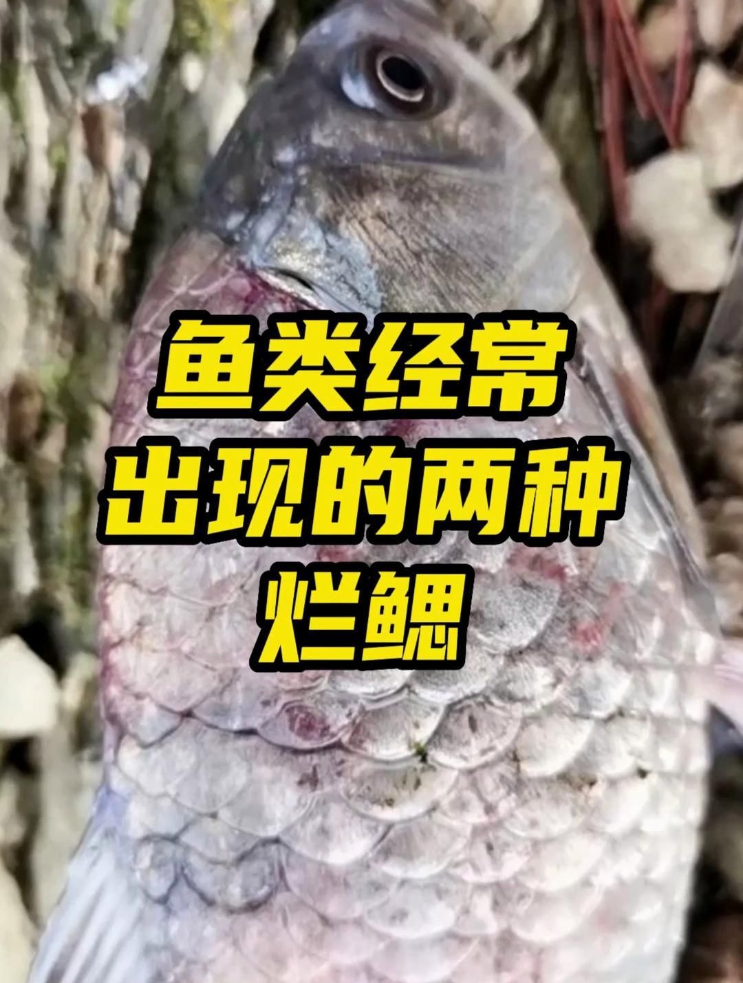 如何判斷魚爛鰓病的類型，如何判斷魚爛鰓病的類型,魚爛鰓病是水產養殖中常見且危害嚴重的疾病