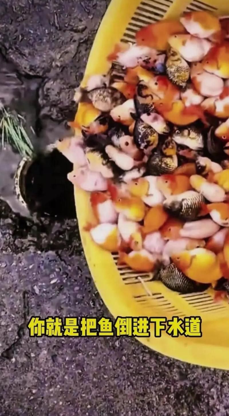 龍魚(yú)喂食有哪些禁忌食物，龍魚(yú)喂食有哪些禁忌食物，
