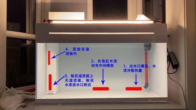如何降低依蘭龍魚的飼養(yǎng)成本，如何降低依蘭龍魚飼養(yǎng)成本