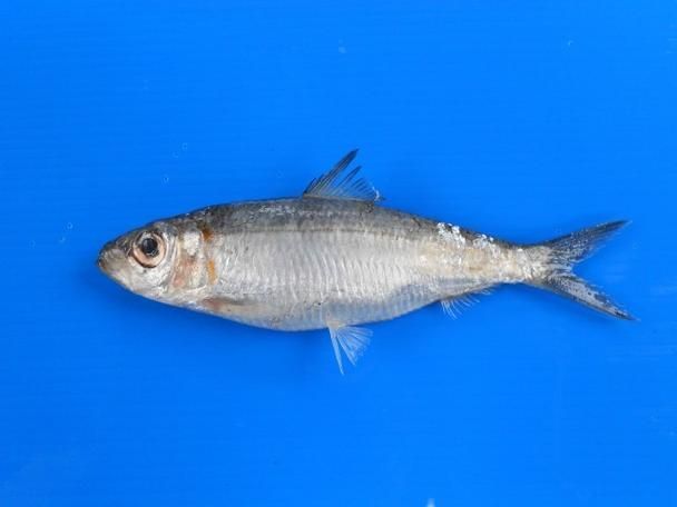 西青龍魚有哪些顏色變異，如何區分西青龍魚有哪些顏色變異？