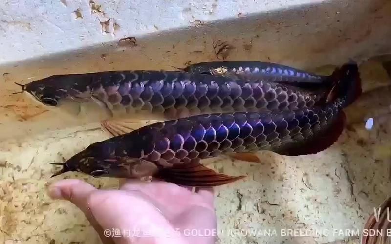 西青龍魚有哪些顏色變異，如何區分西青龍魚有哪些顏色變異？