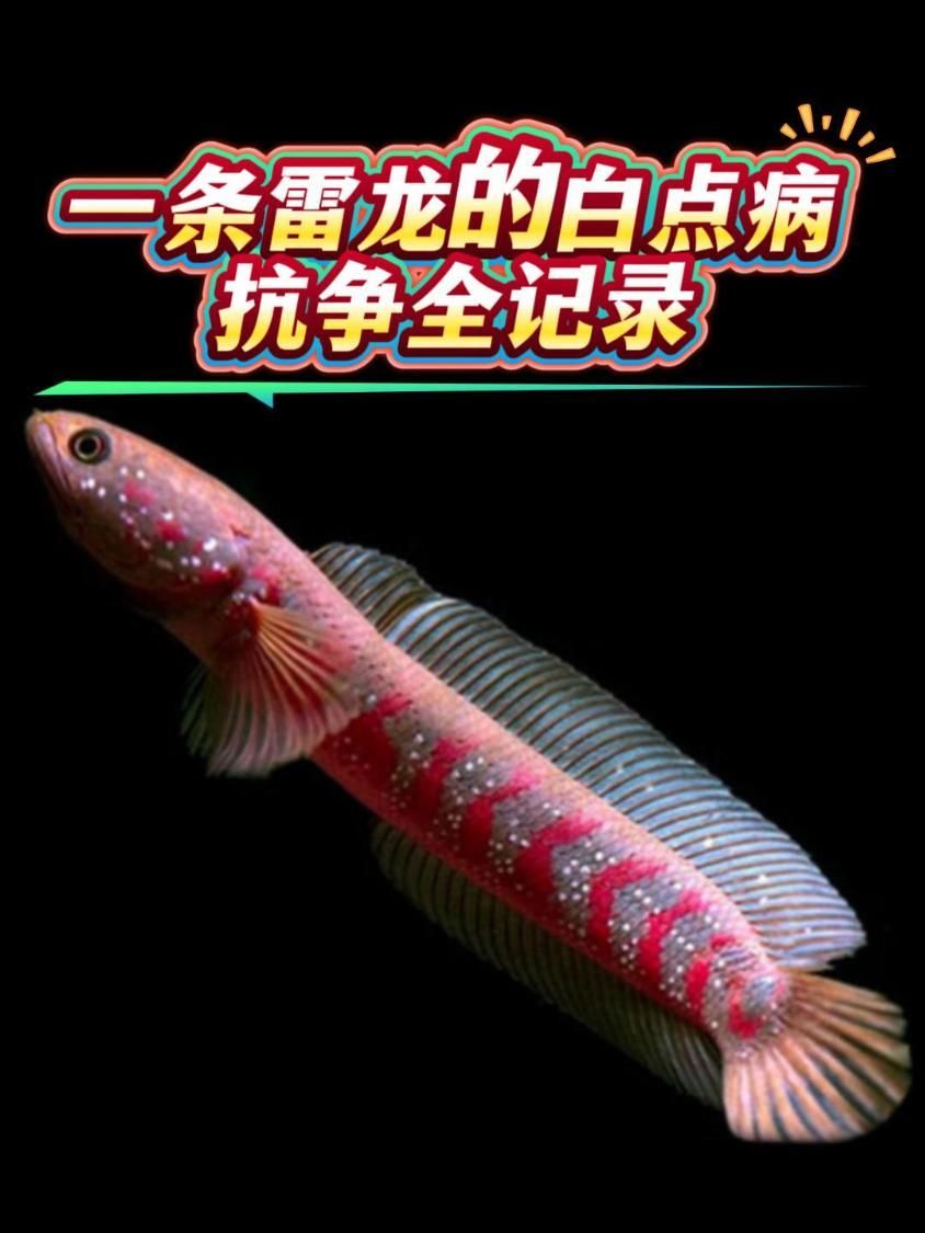 雷龍魚有哪些常見疾病，雷龍魚的常見疾病