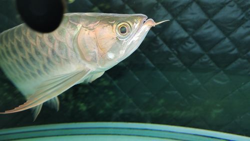如何鑒別南平龍魚的真假？，如何鑒別南平龍魚