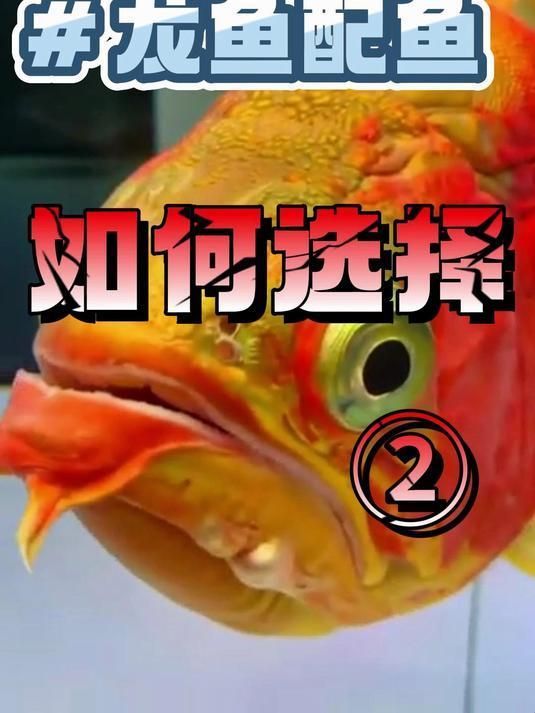 還有哪些魚可以搭配紅龍，紅龍魚與哪些魚適合混養