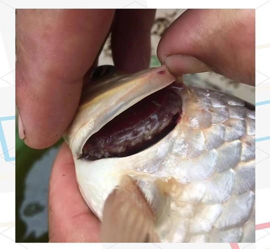 金魚細菌感染如何治療