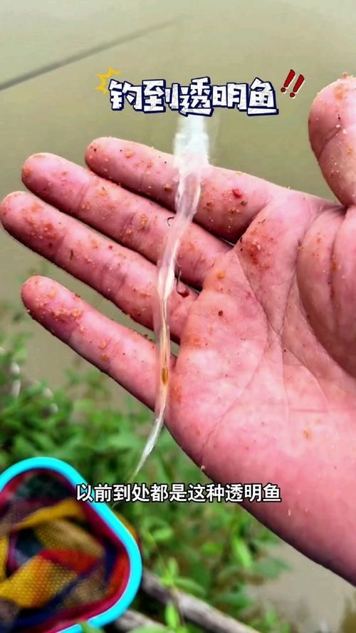 如何辨別真假忘不了魚？