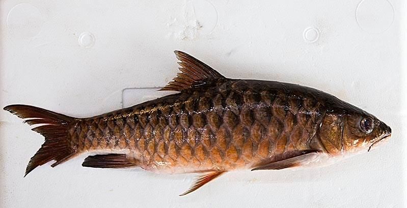 如何辨別真假忘不了魚？