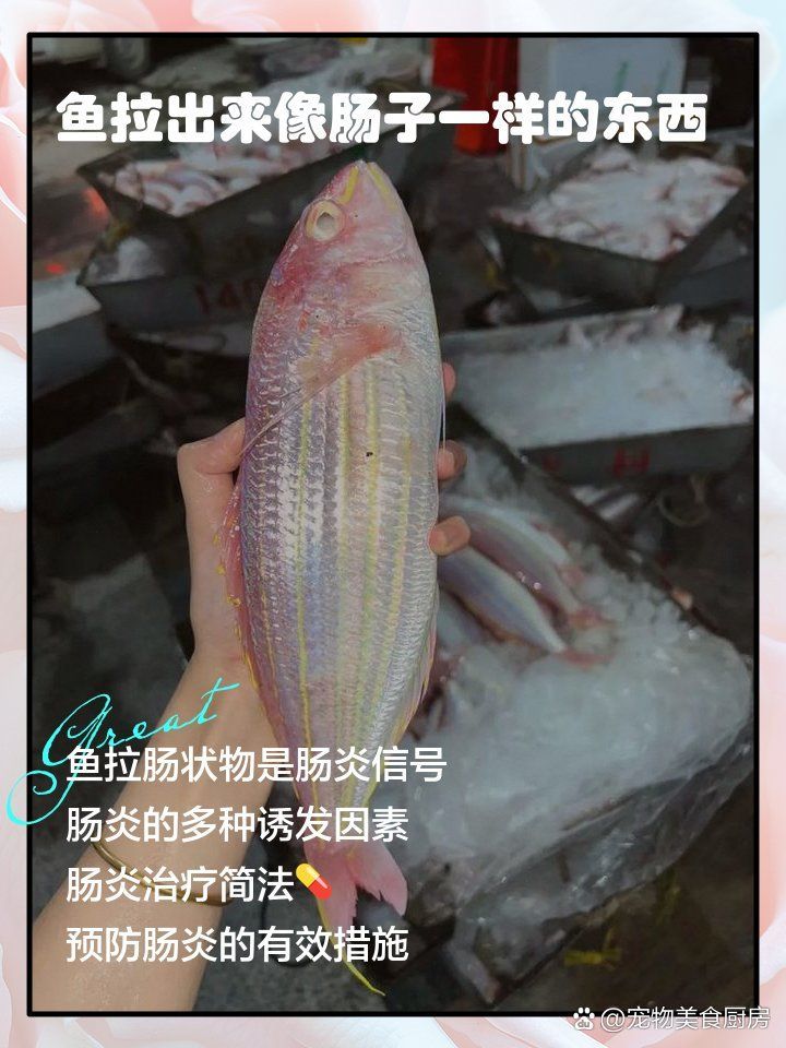 魚腸炎的癥狀有哪些，魚腸炎的癥狀有哪些，
